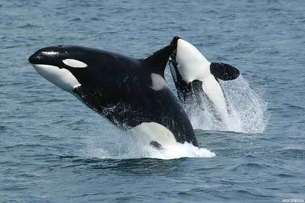 orcas homosexuales