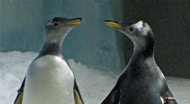 pinguinas