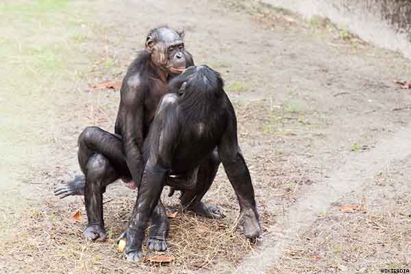 bonobos gay