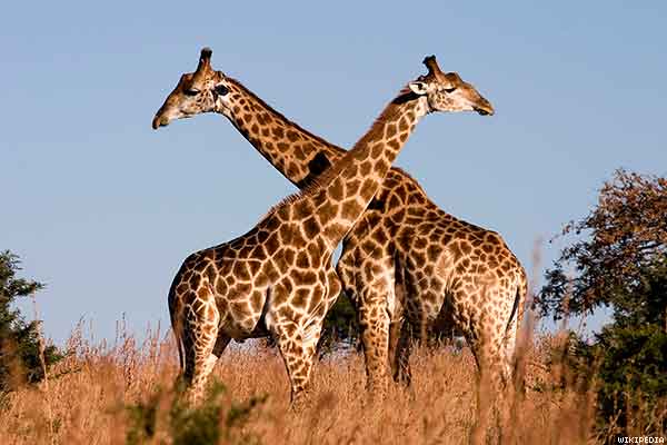 girafas homosexuales