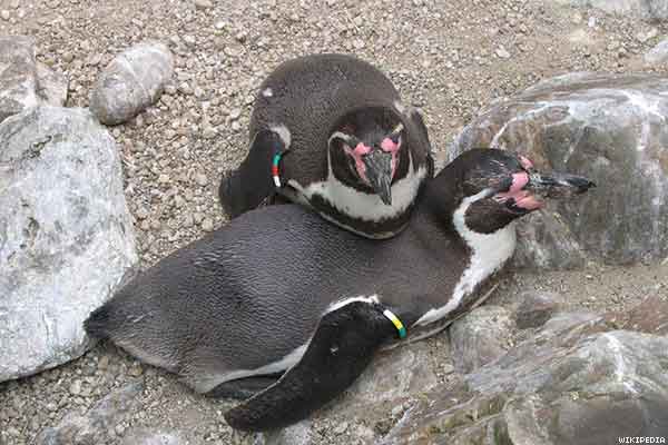 pinguinos homosexuales
