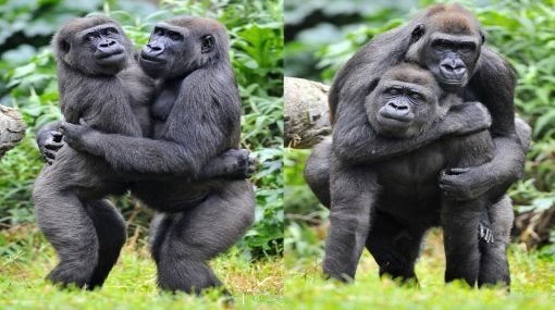 gorilas homosexual